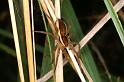 Dolomedes_fimbriatus_D8307_Z_90_Les Gris_Frankrijk